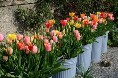 Kỹ thuật trồng hoa tulip trong chậu tại gia