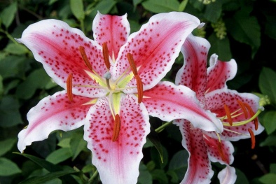 Kỹ thuật trồng hoa ly trong vườn nhà