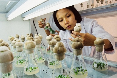 Nghiên cứu tầm cỡ thế giới, vì sao hiệu quả ứng dụng công nghệ Việt Nam lại thấp?