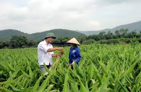 Ứng dụng tiến bộ khoa học công nghệ  trồng nghệ vàng chất lượng cao