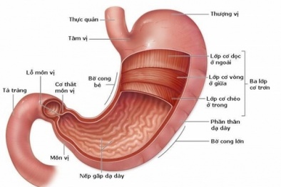 Để bảo vệ dạ dày nên làm gì?