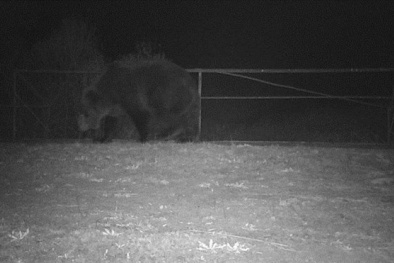 Gấu nâu xuất hiện trong khu vực nhiễm phóng xạ tại Chernobyl