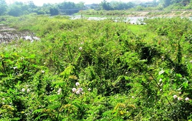 “Ôm” tiền tỷ rồi bỏ rơi công trình chống lũ