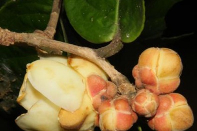 Phát hiện bốn loài hoa trà mới ở Việt Nam