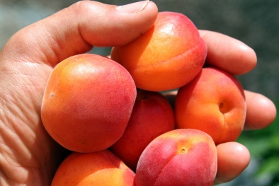 Mẹo chữa hen suyễn, giảm sốt và bổ mắt từ quả mơ