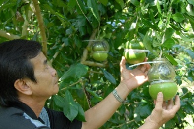 Quà Tết siêu độc: Hơn nửa triệu đồng một trái đào tiên hồ lô