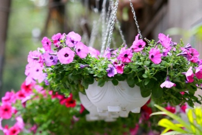 Kỹ thuật trồng hoa dạ yến thảo trong nhà