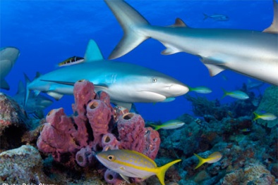 Cá mập biết cách dạy nhau 'tán tỉnh'!