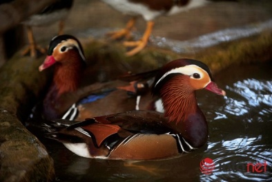 Độc đáo loài vịt Uyên Ương tại Hà Nội