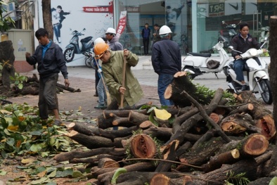 Xót xa nhìn hàng cây bên đường Nguyễn Thái Học bị ‘hạ gục’