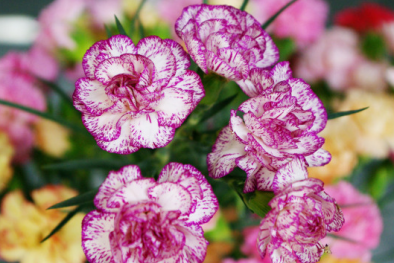 Kỹ thuật trồng hoa cẩm chướng bằng cành