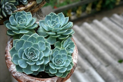 Kỹ thuật trồng hoa sen đá trong chậu 