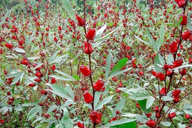 Lợi ích không ngờ từ hoa bụp giấm