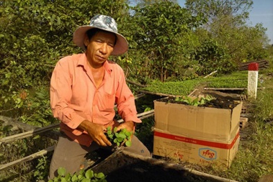 Triệu phú vườn ươm