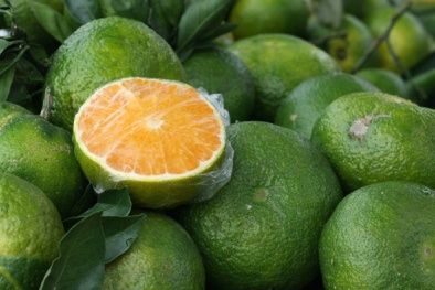 Phân biệt cam Hà Giang và cam Trung Quốc