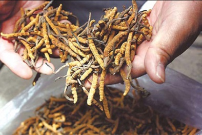 Cách sử dụng và phân biệt đông trùng hạ thảo 