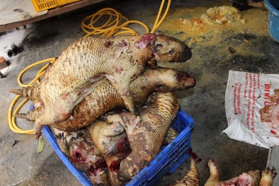 Phát hiện lò mổ động vật hoang dã giữa Hà Nội