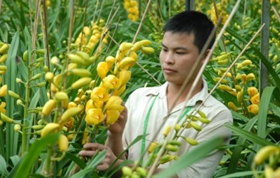 Địa lan nở sớm khiến nhà vườn lao đao