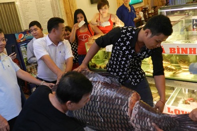 Đua nhau mua cá 'khủng'