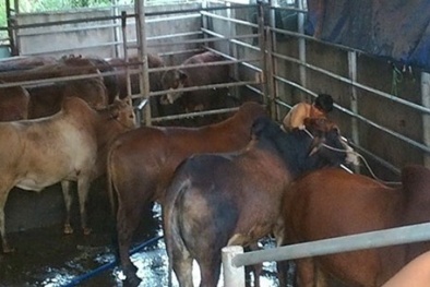 Đột nhập hai cơ sở bò bơm nước ở Đồng Nai