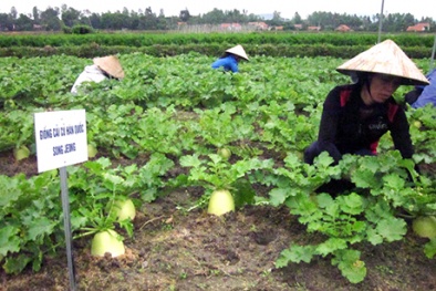 Việt Nam trồng được loại củ cải 'khủng' như của Hàn Quốc