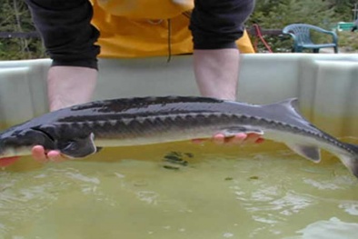 Phát hiện vụ vận chuyển 3,2 tấn cá tầm Trung Quốc nhập lậu