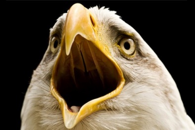 Tại sao loài chim không có răng?