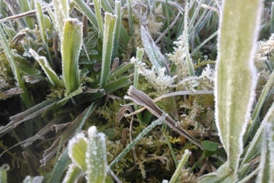 Băng giá phủ trắng núi đồi Sa Pa