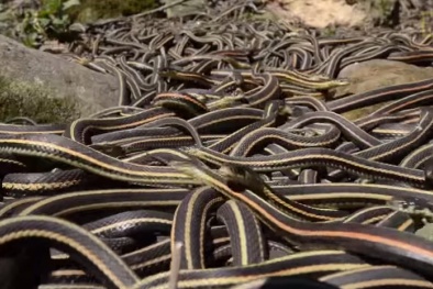 Khám phá ổ rắn lớn nhất thế giới