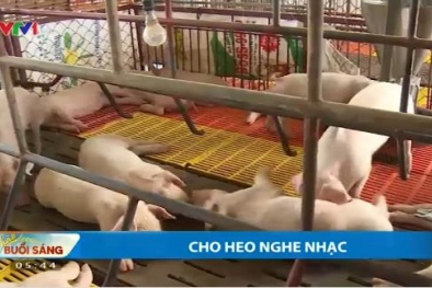 Chuyện hiếm ở Vĩnh Long: Cho heo nghe ca nhạc để tăng năng suất