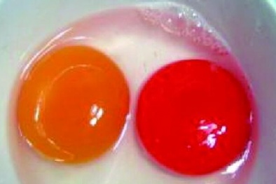 Cảnh giác với trứng có lòng đỏ sẫm màu