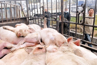 Tinh vi quá trình xử lý thịt lợn chết bệnh 