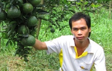 Tốt nghiệp đại học… về quê trồng cam sành thu tiền tỷ