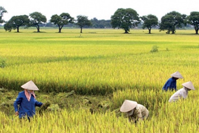 Năng suất lúa tăng cao nhờ triển khai ‘cánh đồng mẫu lớn’