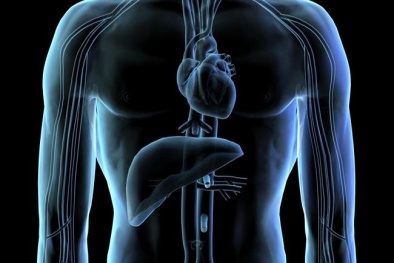 Gắn thành công cảm biến siêu nhỏ lên mô tim