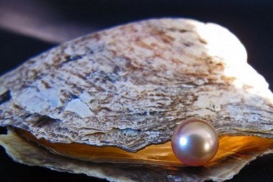 Biến đổi khí hậu gây axít hóa nước biển đe dọa loài trai biển