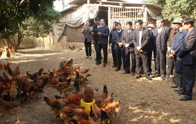 Gà đồi Yên Thế đánh mất danh tiếng?