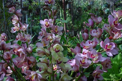 Kỹ thuật trồng địa lan đón xuân, chơi lễ tết