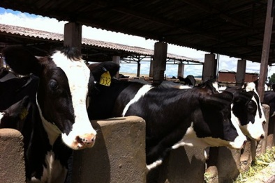 Nhập khẩu tinh bò cao sản nâng cao chất lượng đàn bò thịt