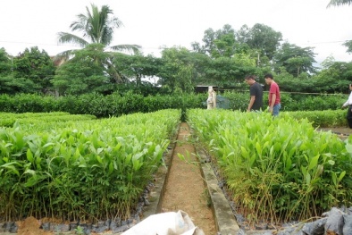 Phát triển kinh tế rừng từ giống keo cho năng suất chất lượng cao