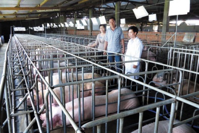 Ứng dụng công nghệ sinh học nâng cao chất lượng giống cây trồng, vật nuôi 