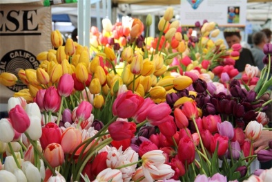 Đón Tết Ất Mùi 2015 với chậu hoa tulip tự trồng