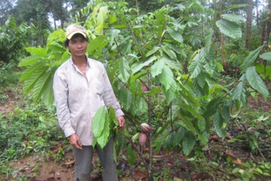 Nâng cao năng suất chất lượng giống cacao và chè ở Lâm Đồng