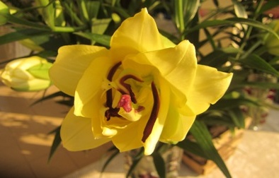 Tiến bộ kỹ thuật nâng cao sức cạnh tranh sản phẩm hoa, cây cảnh