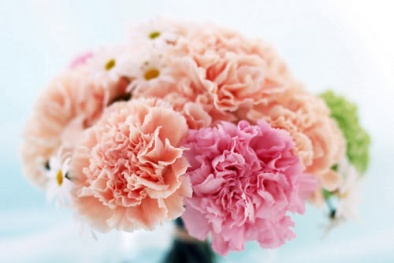 Trồng và chăm sóc hoa Cát Tường trong chậu Greenbo