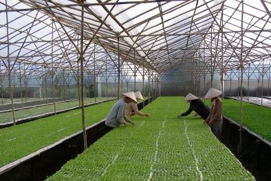 Ứng dụng BASIC GAP làm thay đổi quy trình sản xuất nông sản an toàn