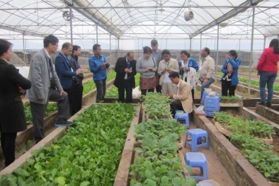 Ứng dụng kỹ thuật cao vào sản xuất rau quả