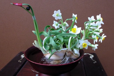 Cách trồng và chăm sóc hoa thủy tiên trong chậu