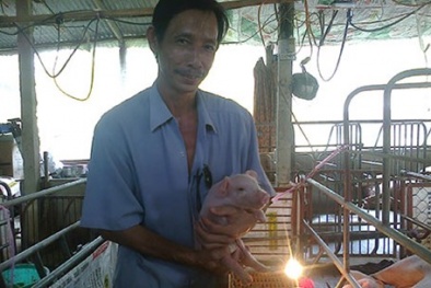 Sáng kiến cho heo nghe nhạc, xem thời sự: Nên hay không?