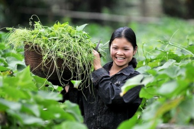 Các thành tựu của KH&CN Hà Nội năm 2014 (phần 2)